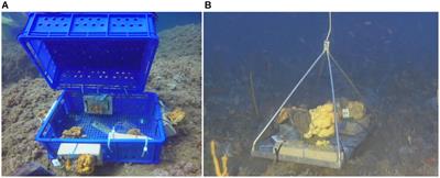 Sponges in a Changing Climate: Survival of Agelas oroides in a Warming Mediterranean Sea